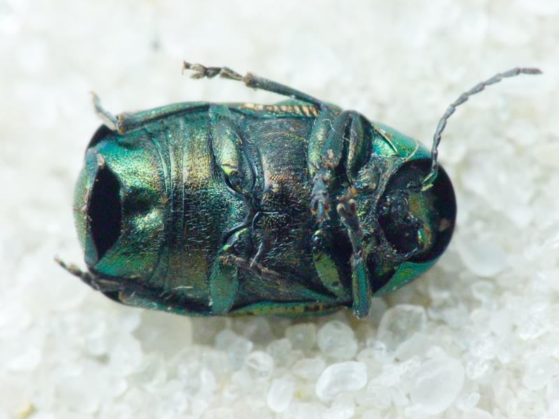 Cryptocephalus Geoffroy, 1762